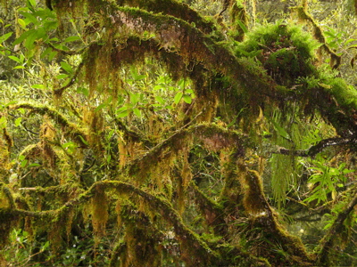 Moss