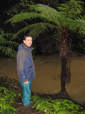 Tree Fern