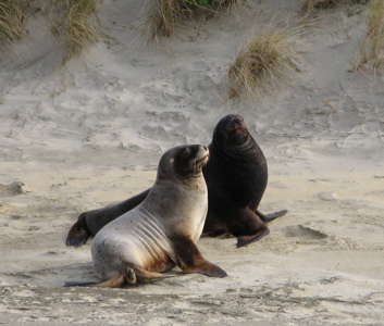 furseals