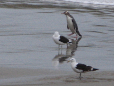 Link to South Island